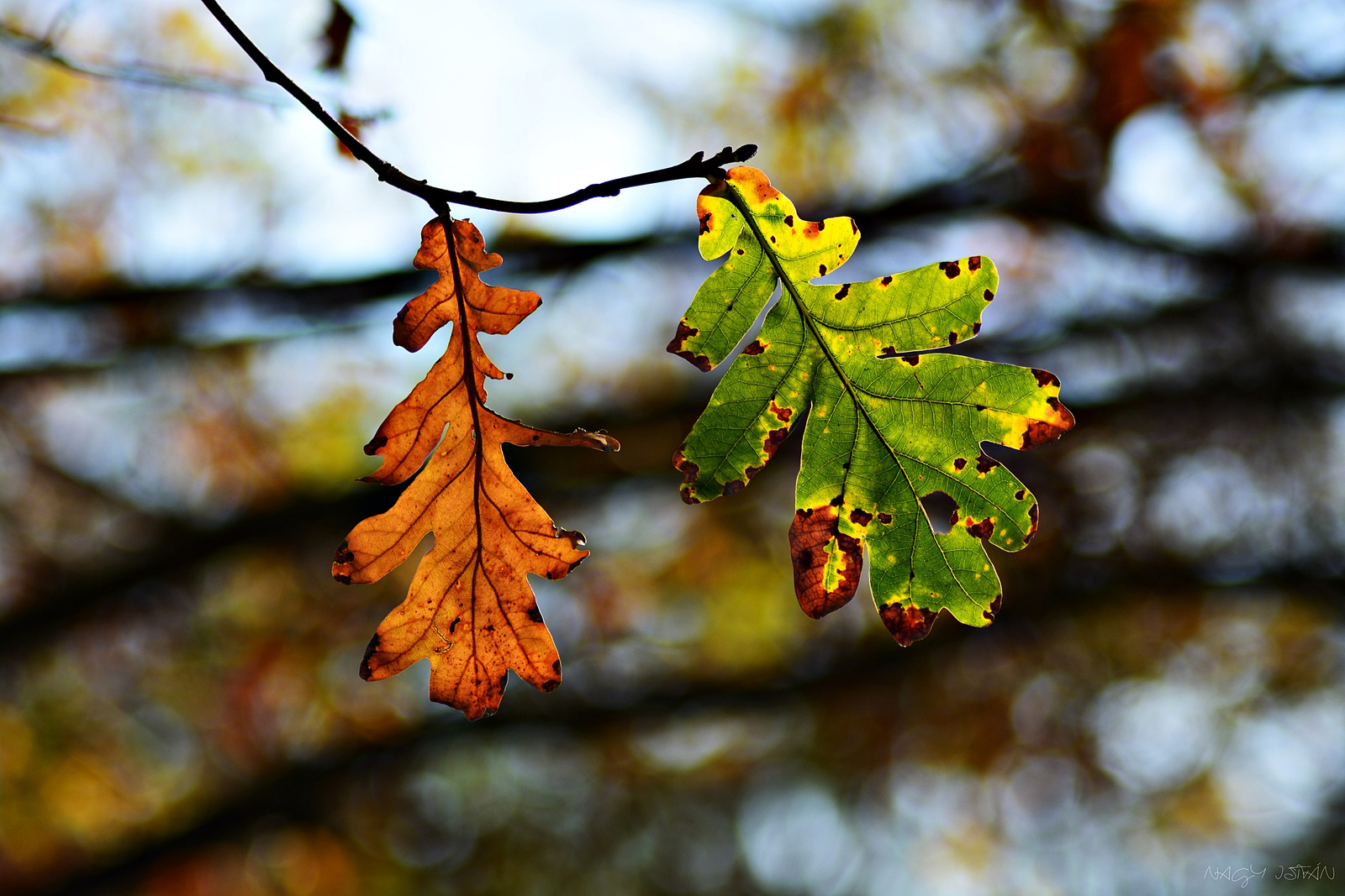 Autumn leaves 0197