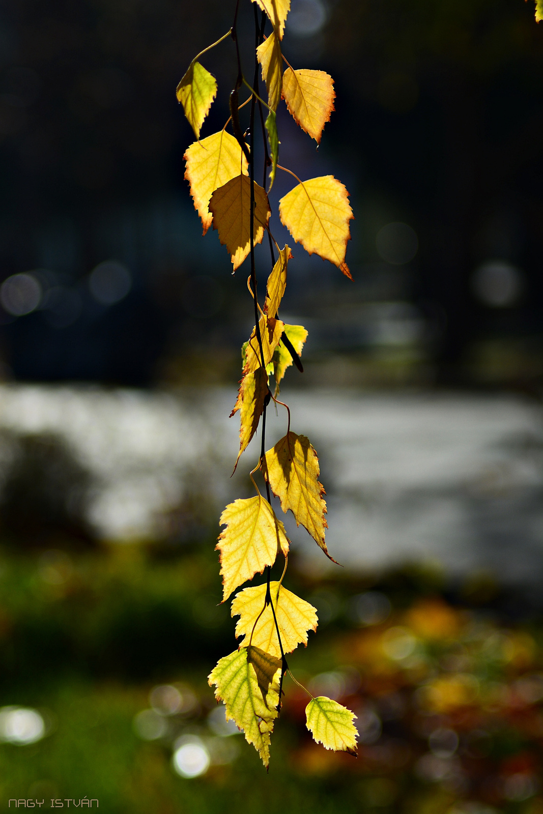 Autumn leaves 0009