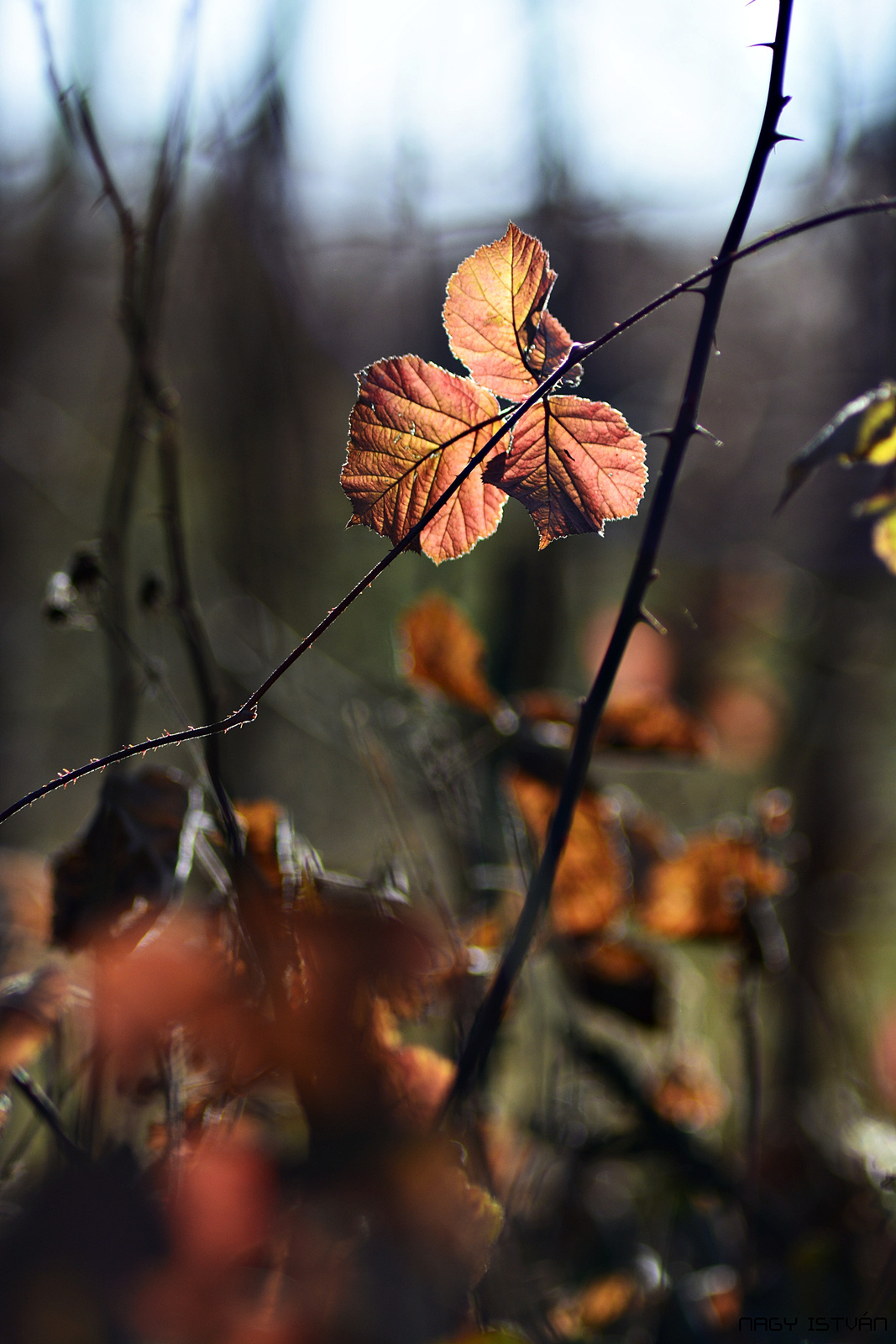 Autumn leaves 0051