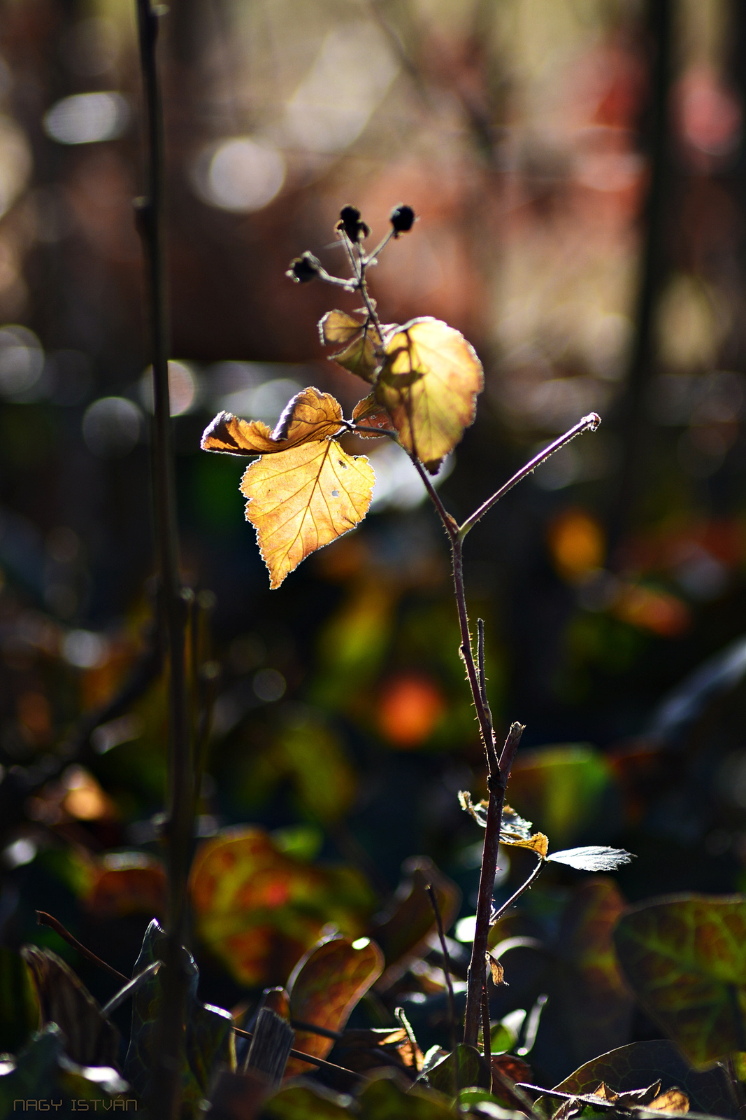 Autumn leaves 0030