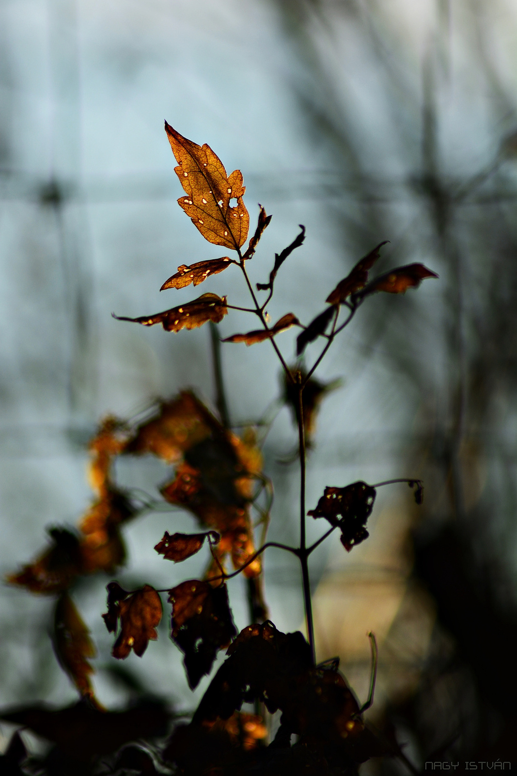 Autumn leaves 0180