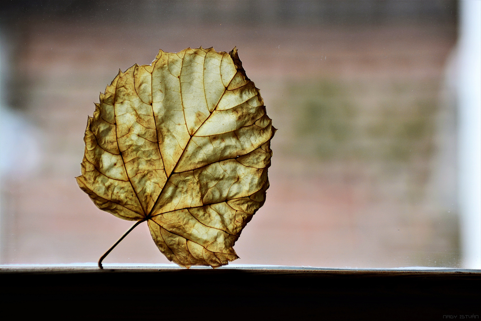 Autumn leaf 0382