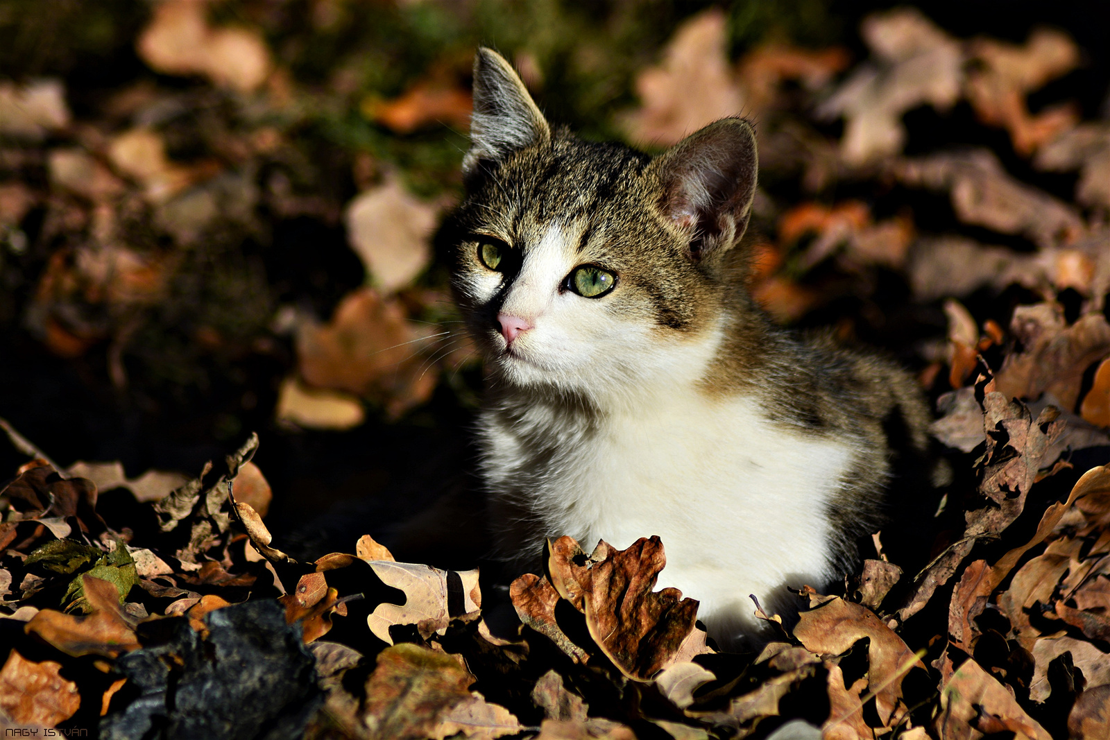Autumn Cat 0018