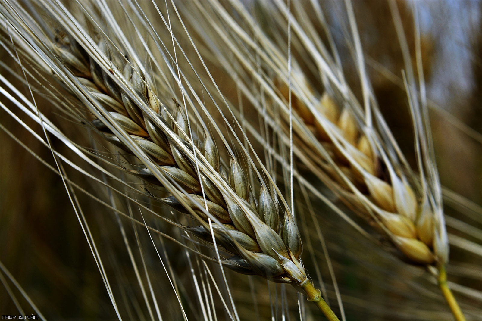 Grain 0011