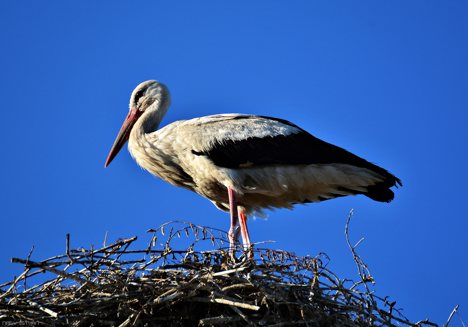 Stork 0033