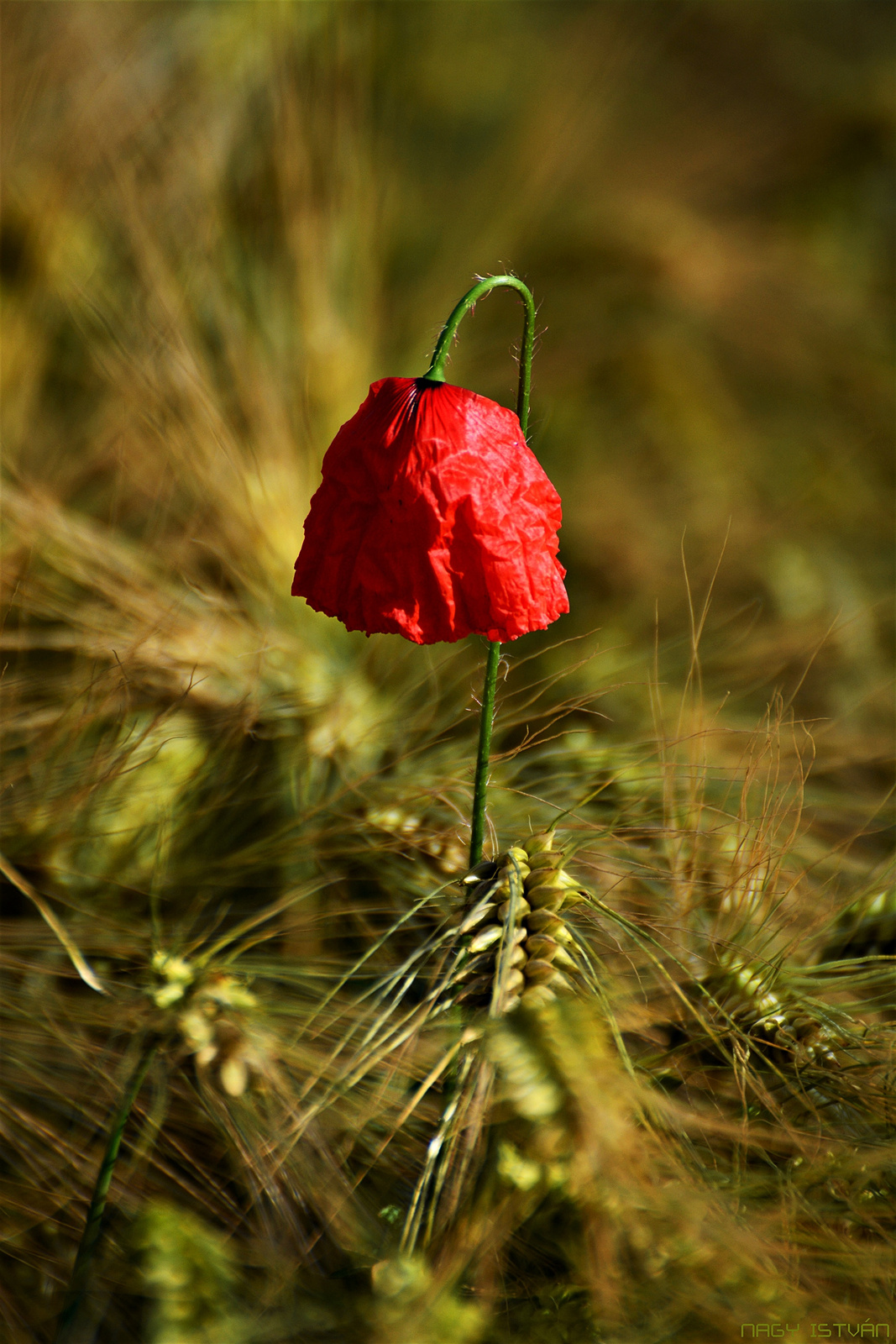Poppy flower in grain field #8