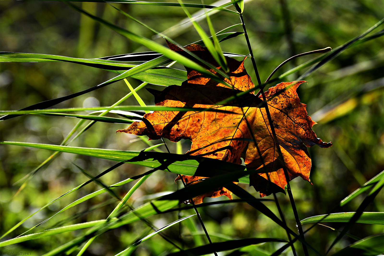 Autumn Leaf 0057