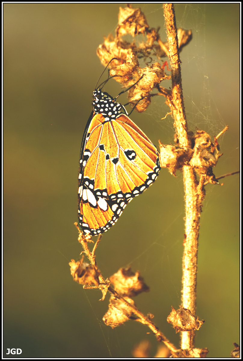 Danaus Chryssipus 1 filtered