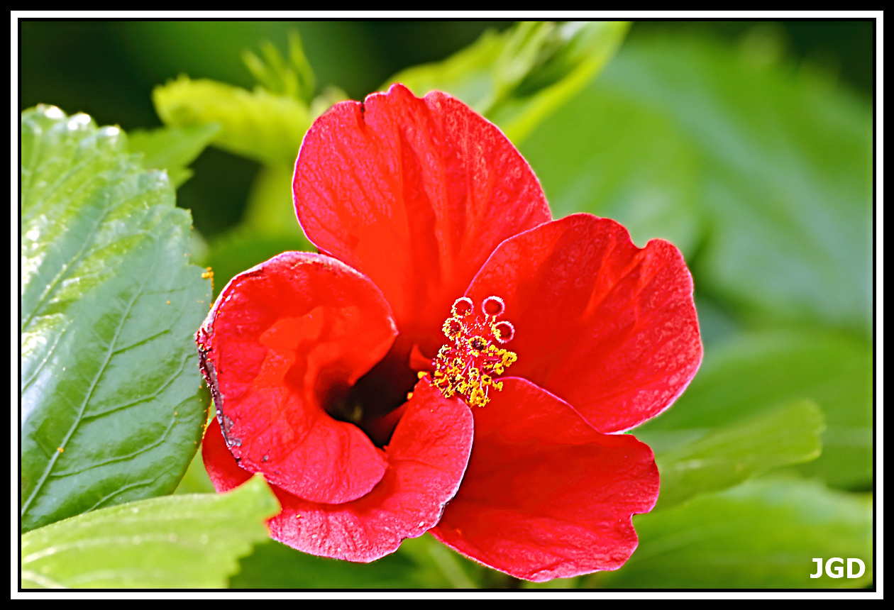 Vörös hibiszkusz filtered