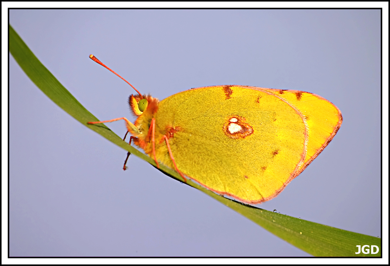 Colias croceus Geoffroy 1