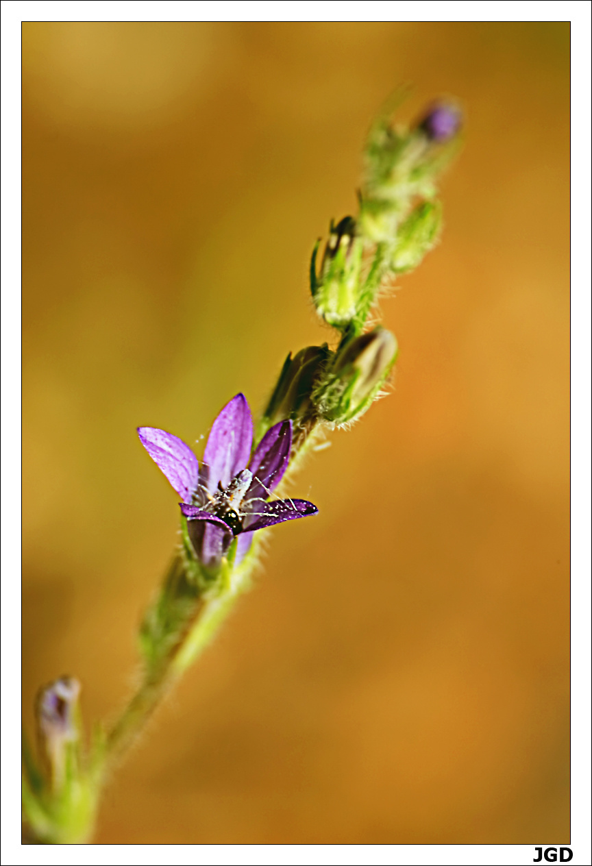 Anchusa undulata