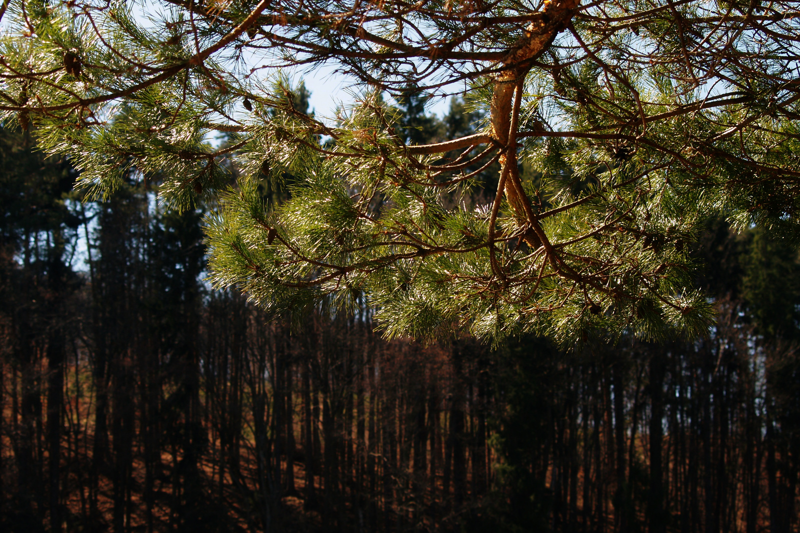 2011.03.14. fenyő itt és ott