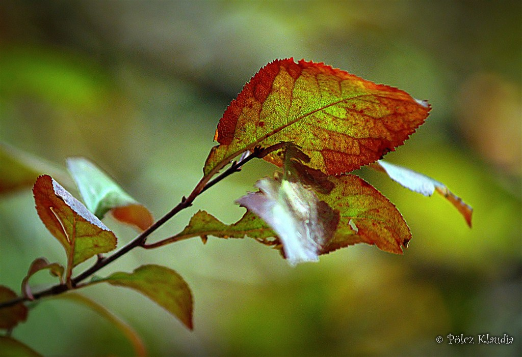 2011.09.23. ősz és levelek (13)