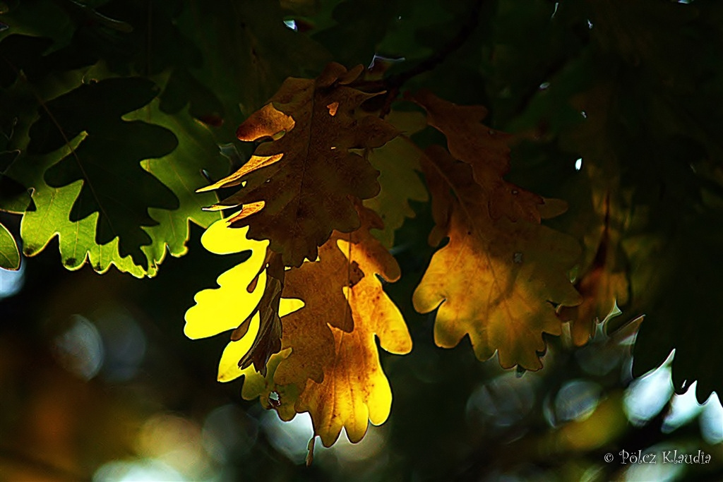 2011.10.21. őszi levelek (10)