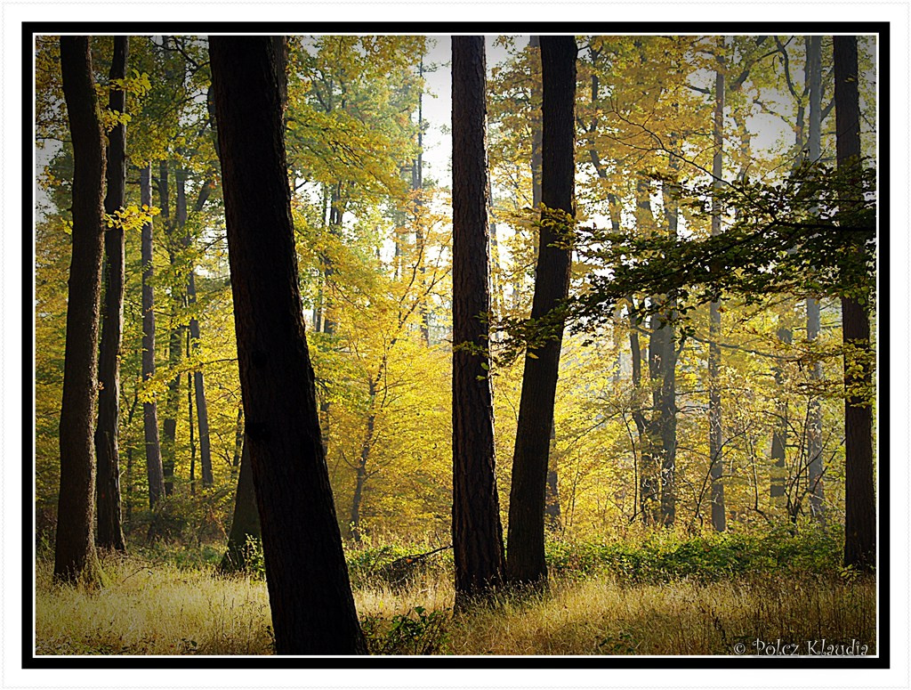 Október végi erdő