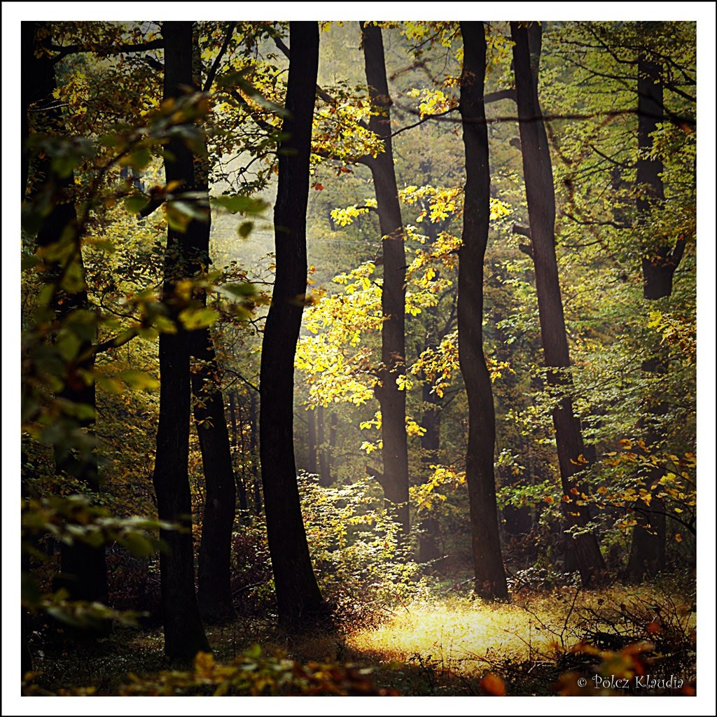 napfény a soproni erdőben