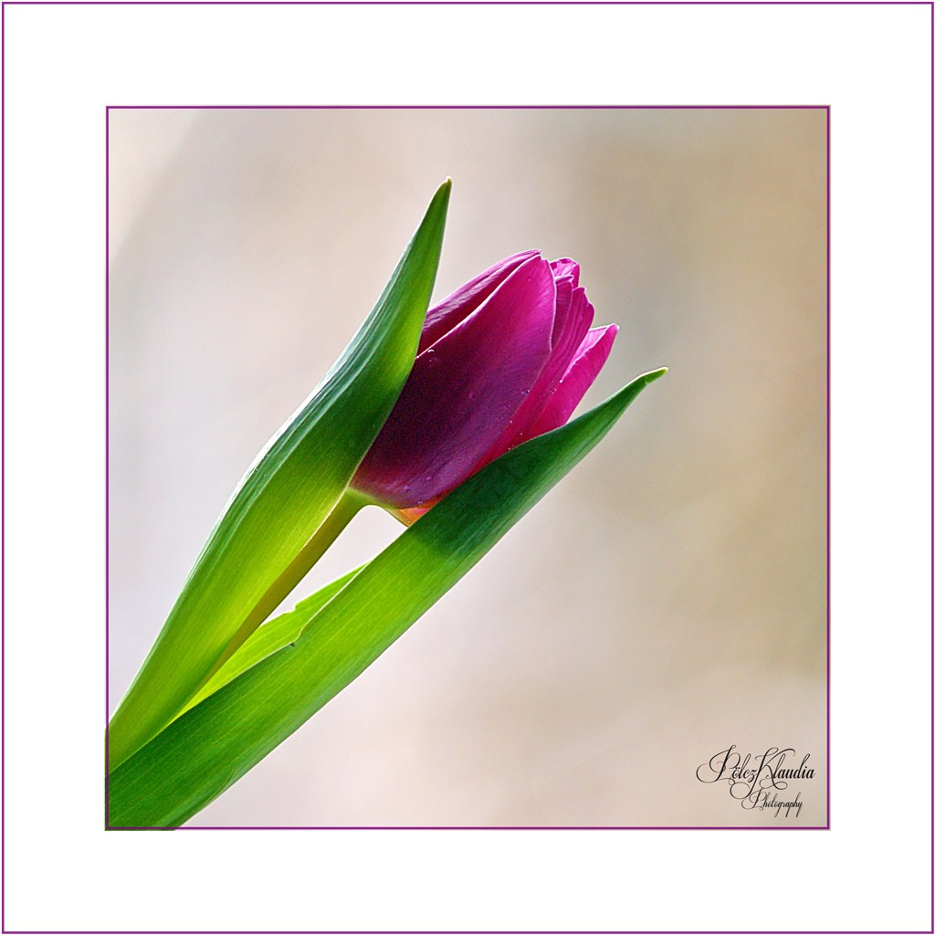 2012.01.07. tulipános (5)