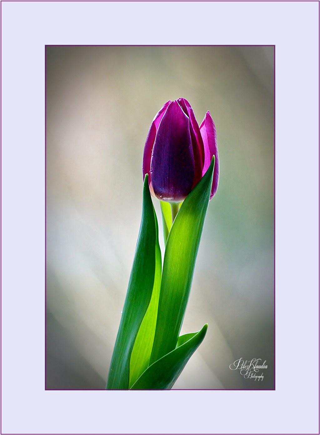 2012.01.07. tulipános (8)