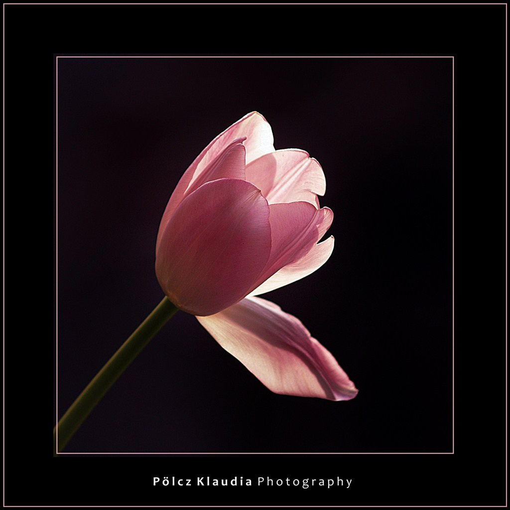 2010.03.21. tulipános (1)