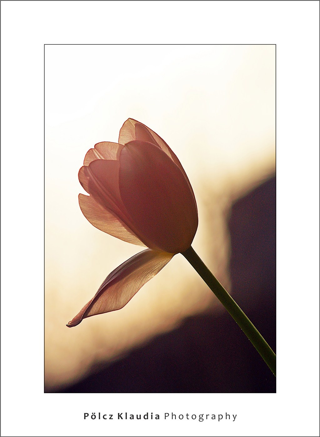 2010.03.21. tulipános (2)