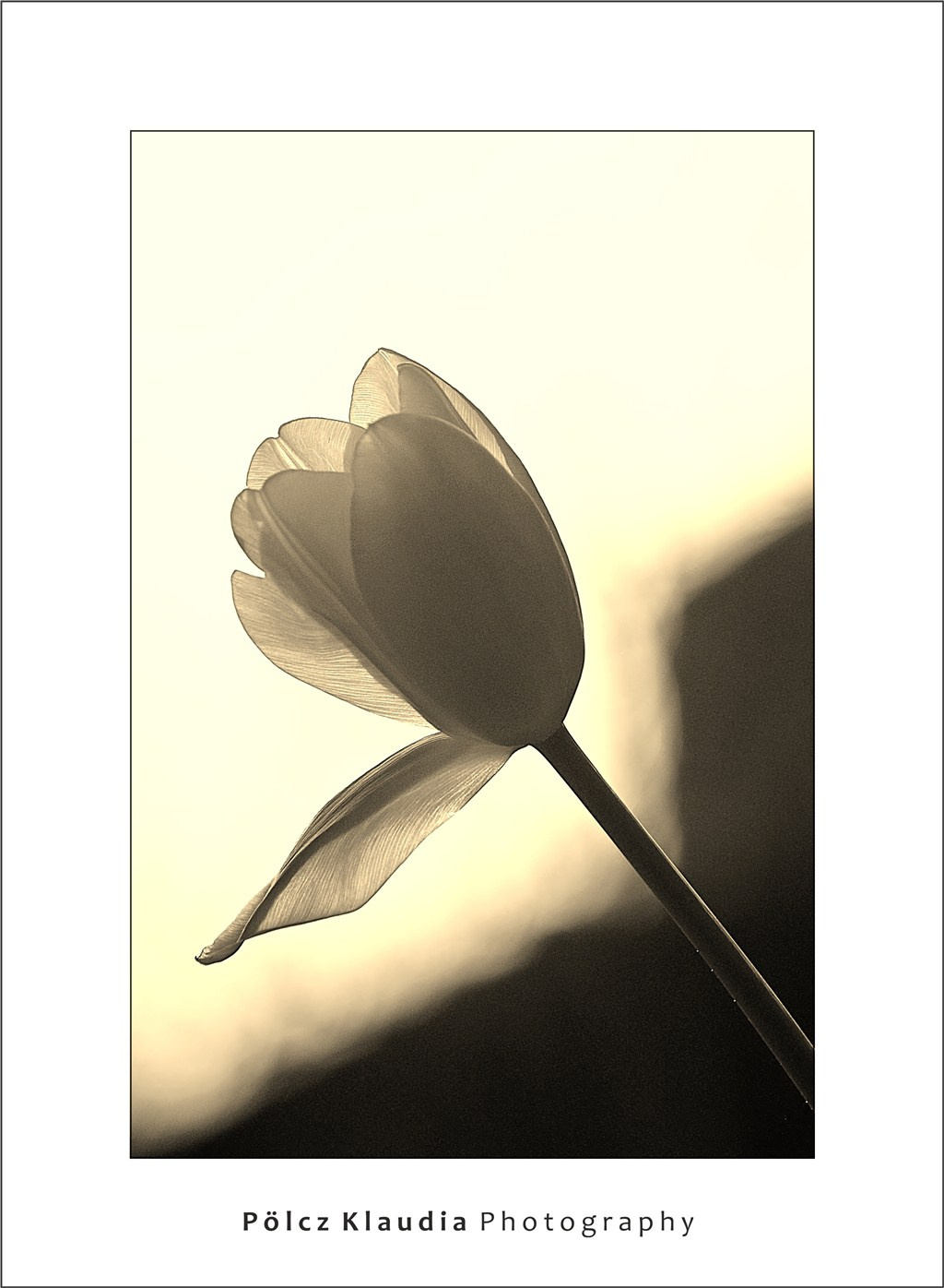 2010.03.21. tulipános (4)
