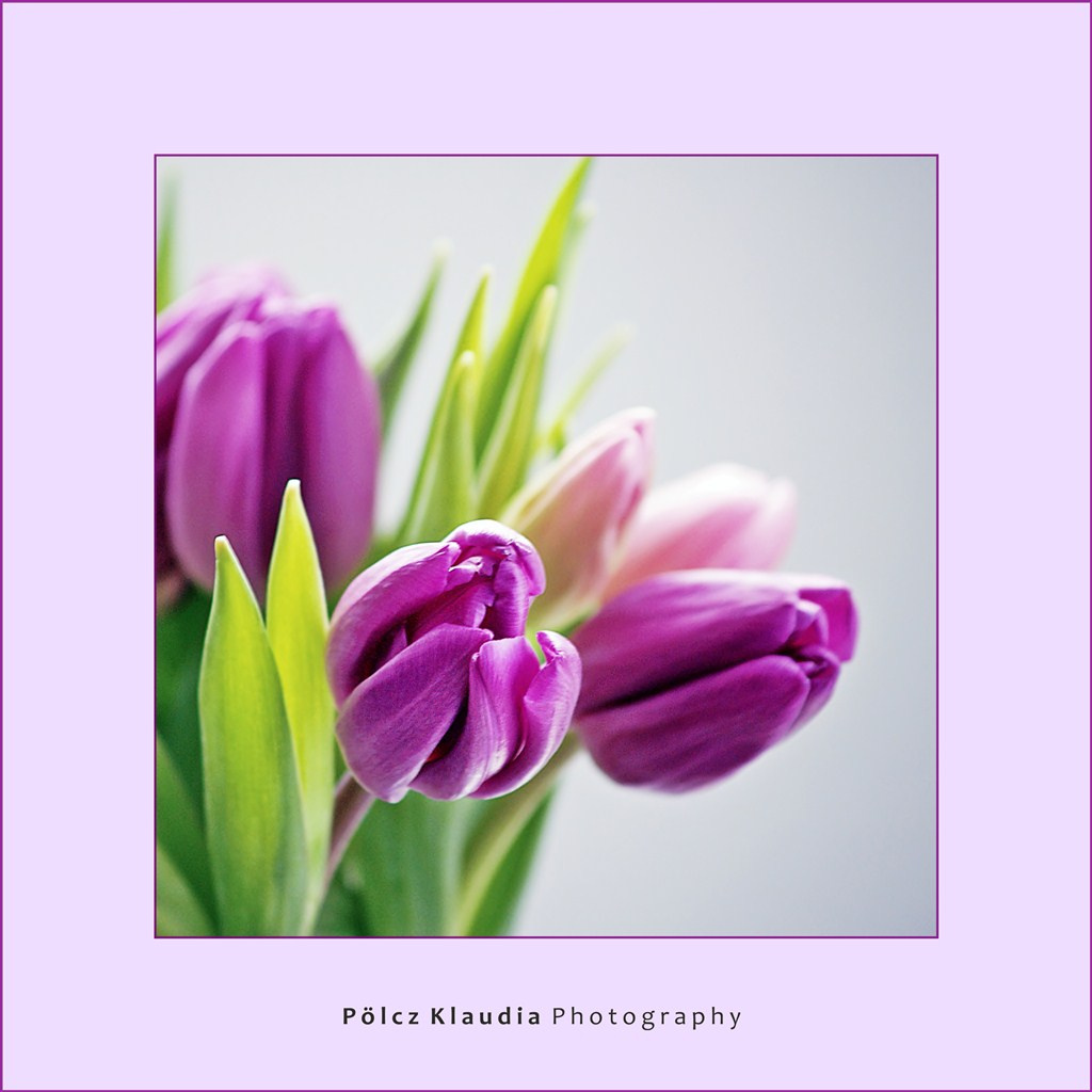 Valentin napi tulipánok