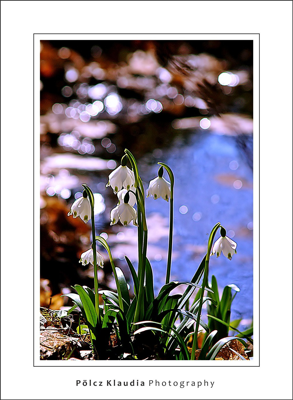 2011.03.15. Tavaszi tőzikék (1)