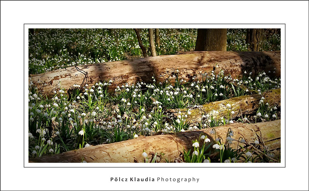 2011.03.15. Tőzike Tanösvény (1)