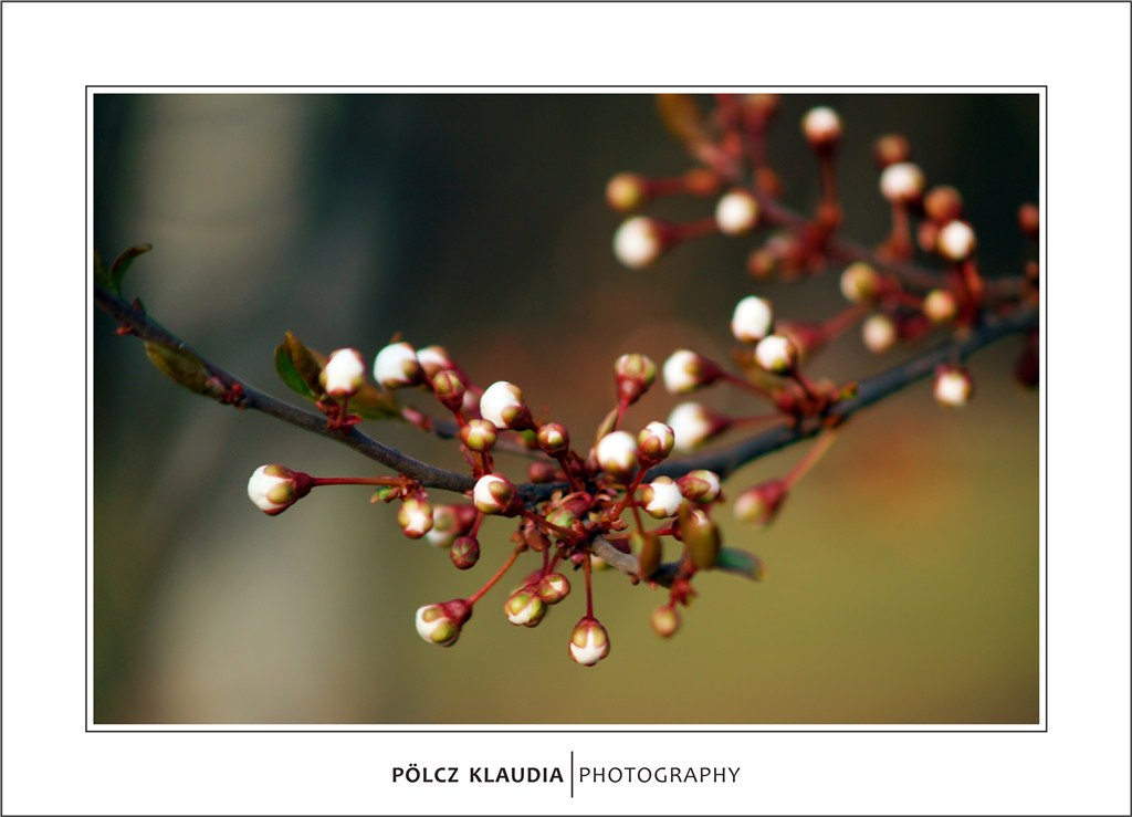 2012.03.22. virágzás kezdődik (1)