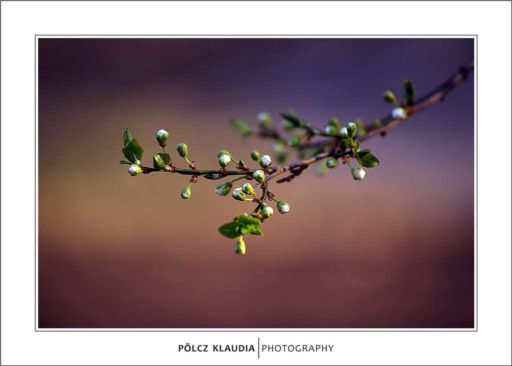 2012.03.22. virágzás kezdődik (15)