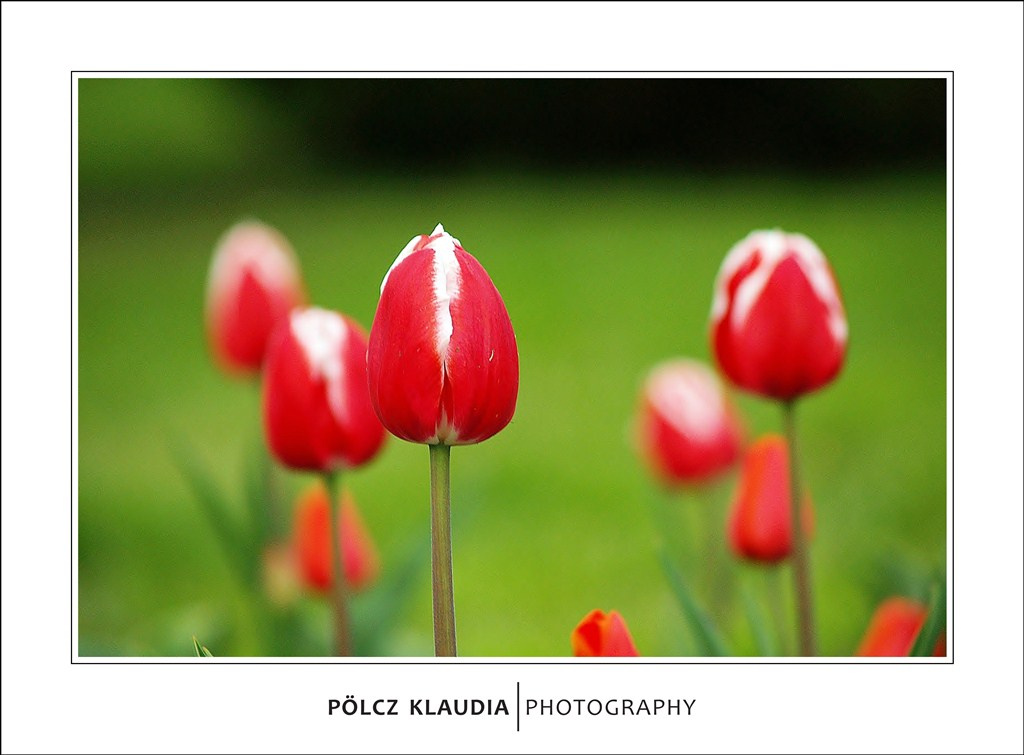 Soproni tulipánok