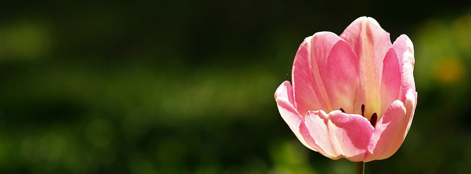 2012.04.25. tulipán fejléc2