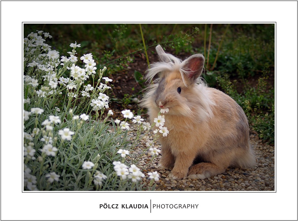 2012.05.06. Tappancs rosszalkodik