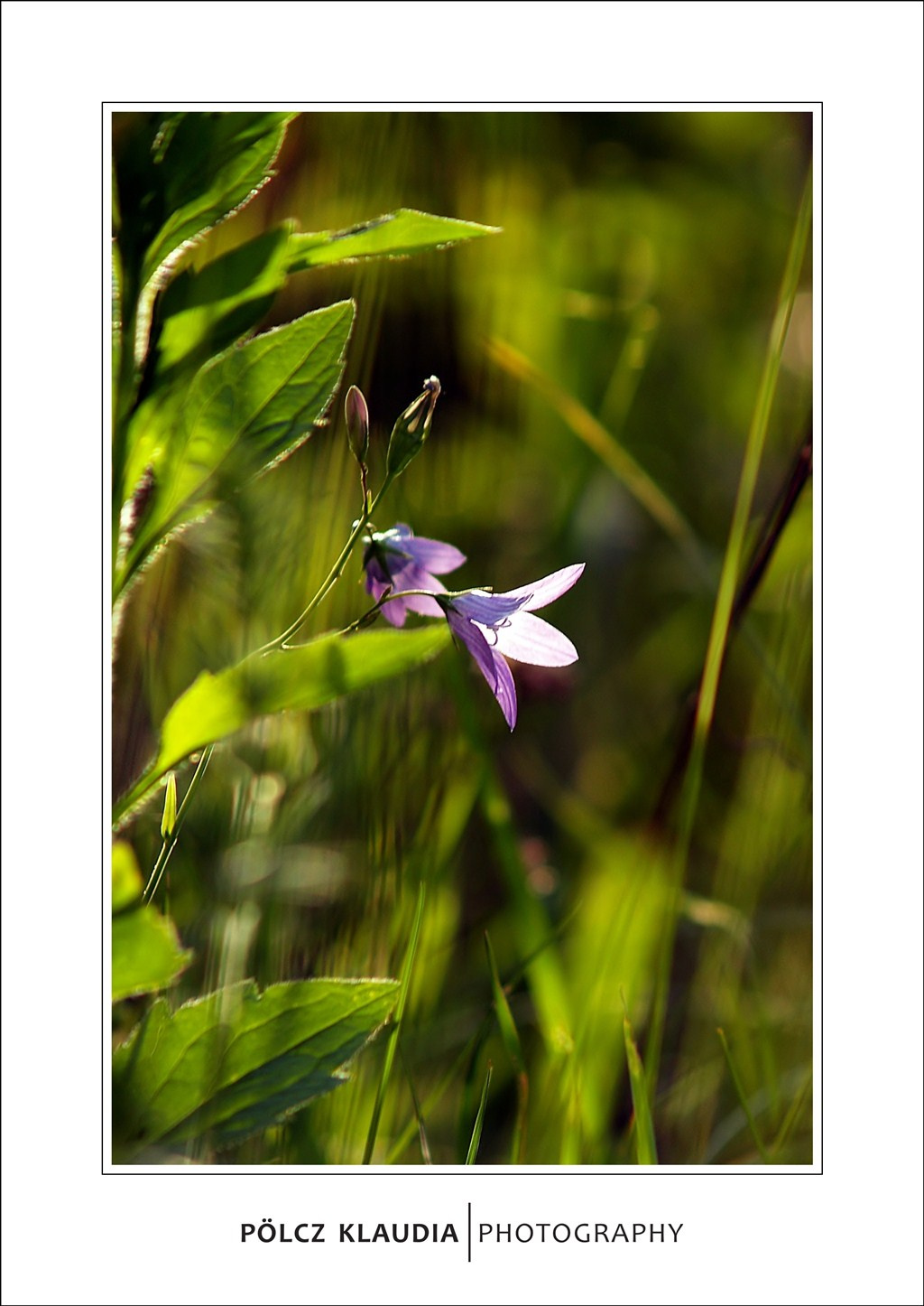 2012.05.26. a mezőn (12)