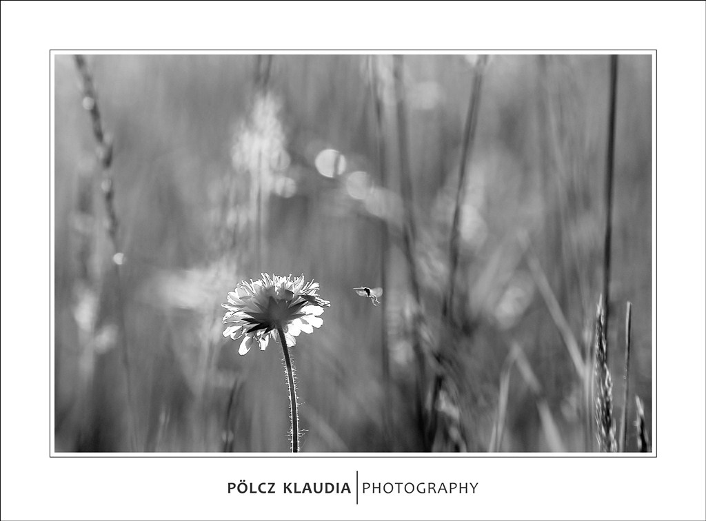 2012.05.26. a mezőn (44)