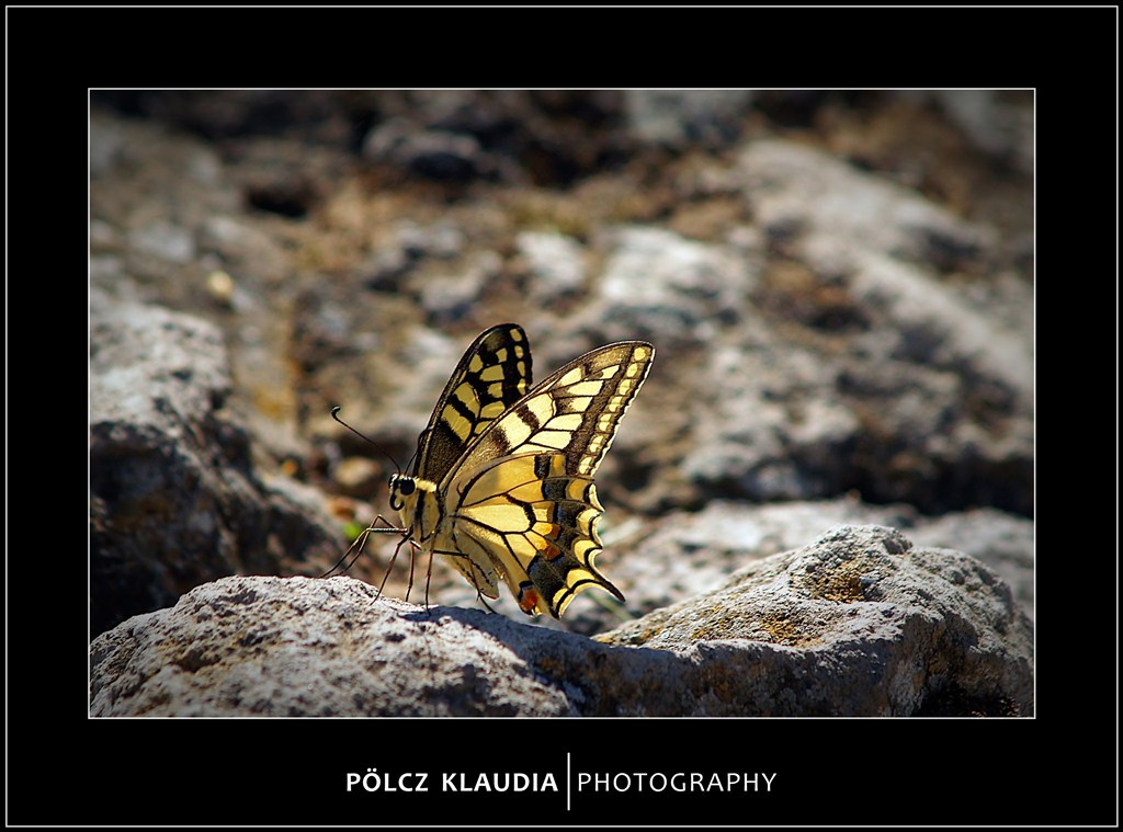 Pillangó a Szigligeti várban