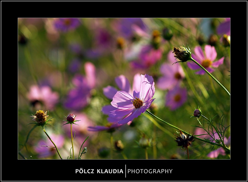 2012.09.02. Pillangóvirág (4)