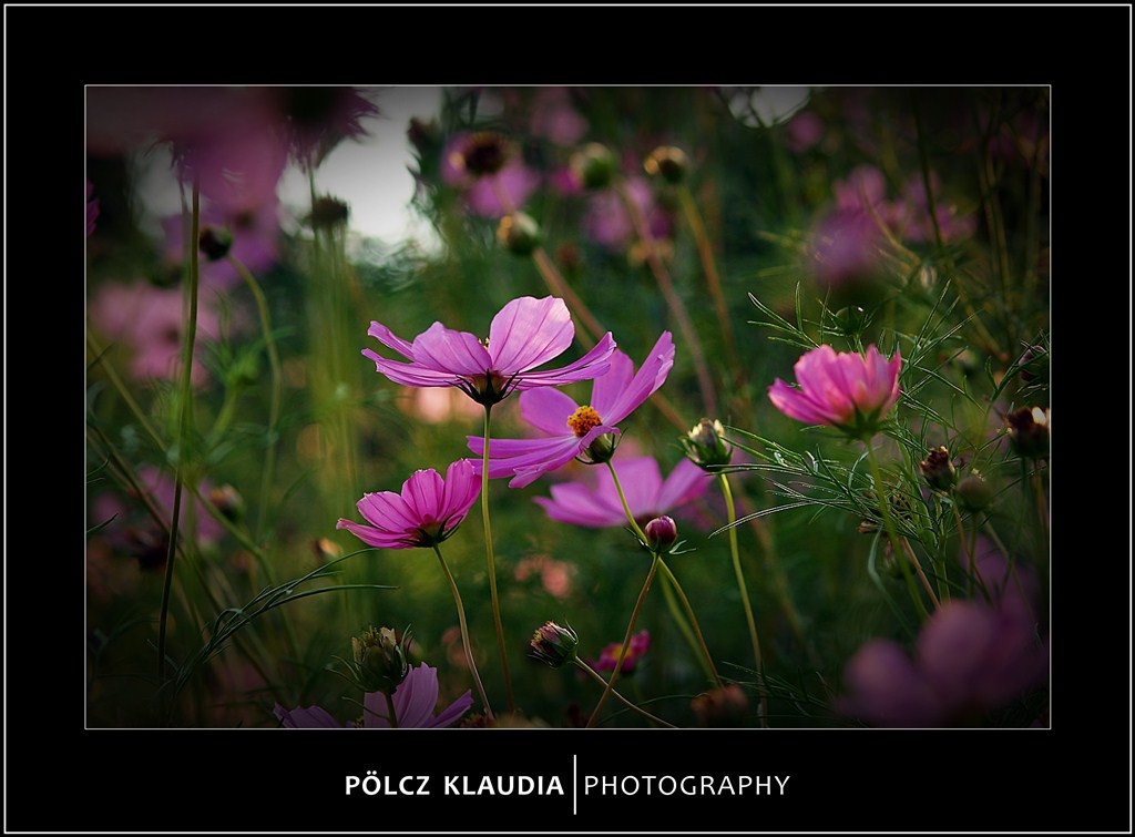 2012.09.02. Pillangóvirág (10)