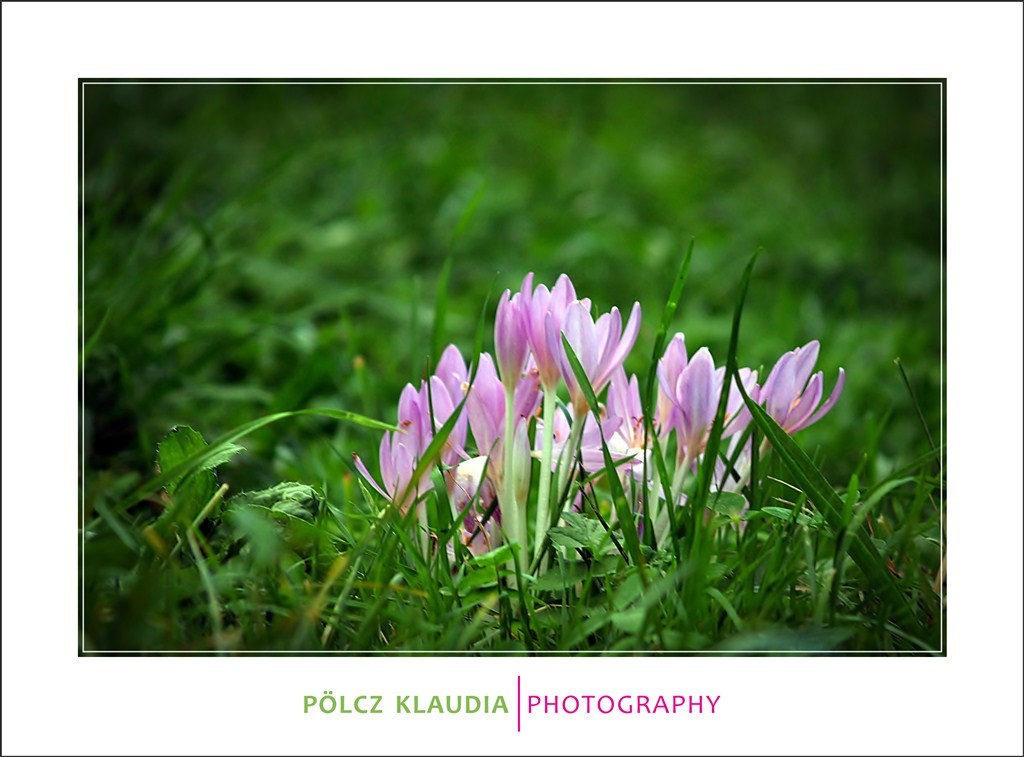 őszi kikerics (Colchicum autumnale)