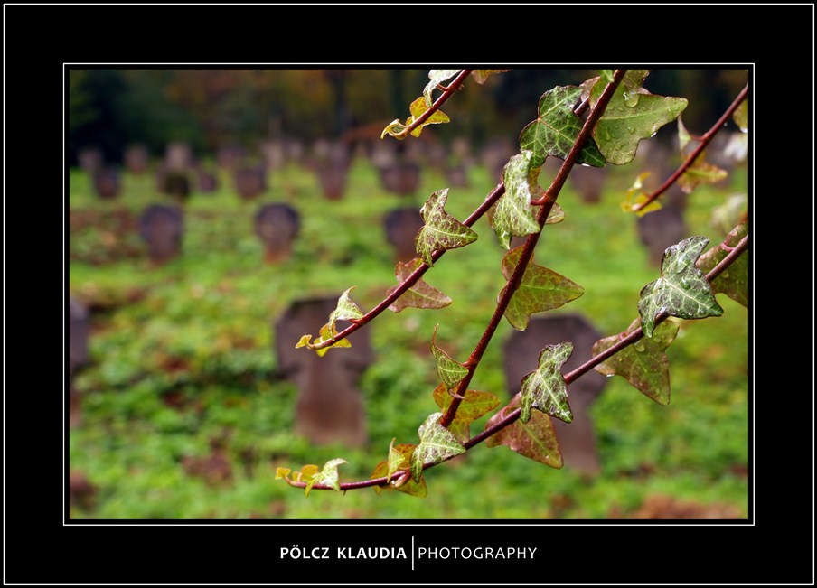 2012.11.02. Hősi temetőben (13)