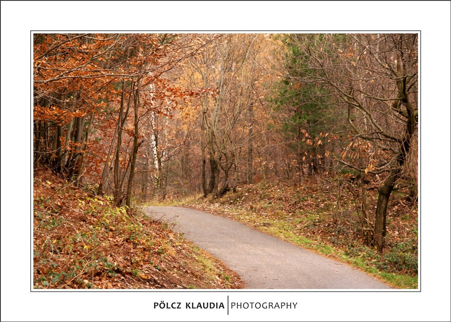 2012.11.24. Séta a Károly kilátó felé (13)