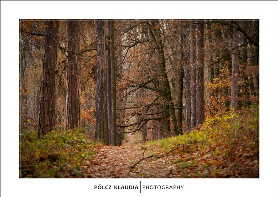 2012.11.24. Séta a Károly kilátó felé (33)