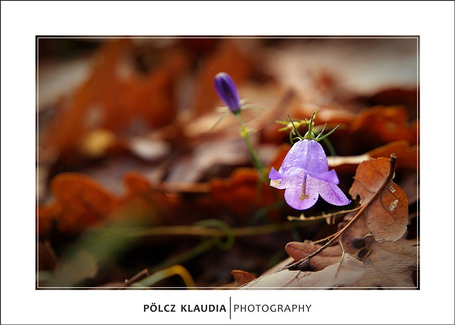 2012.11.24. Séta a Károly kilátó felé (41)