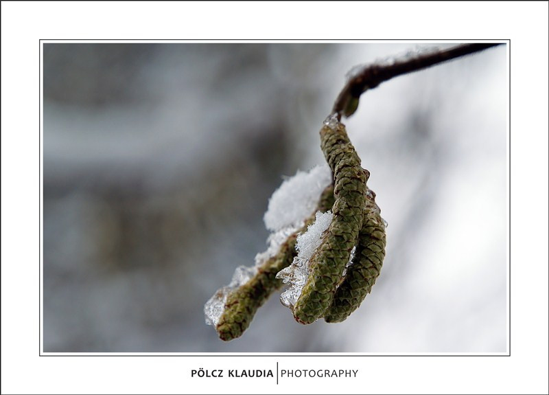 2013.01.08. Havas Erzsébet kert (25)