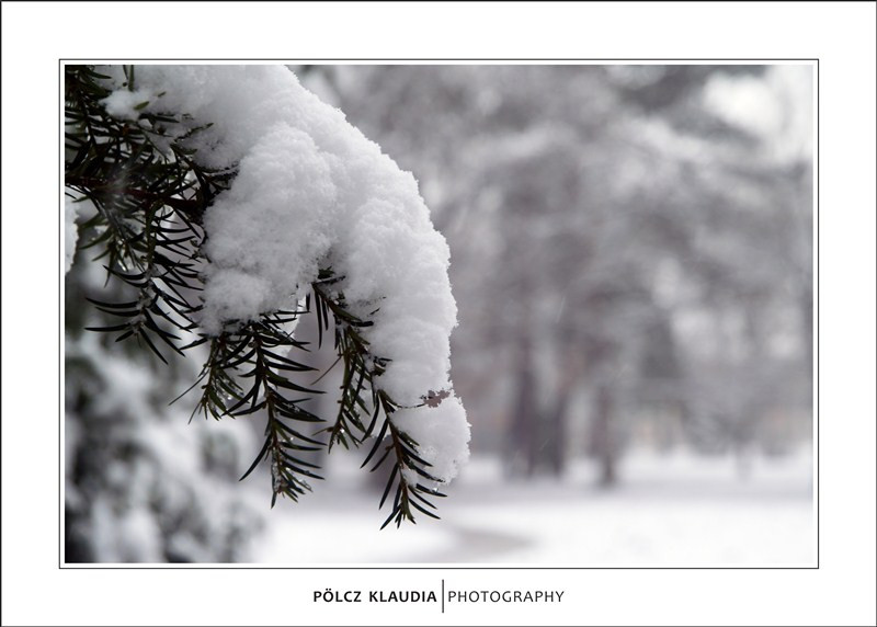 2013.01.08. Havas Erzsébet kert (16)