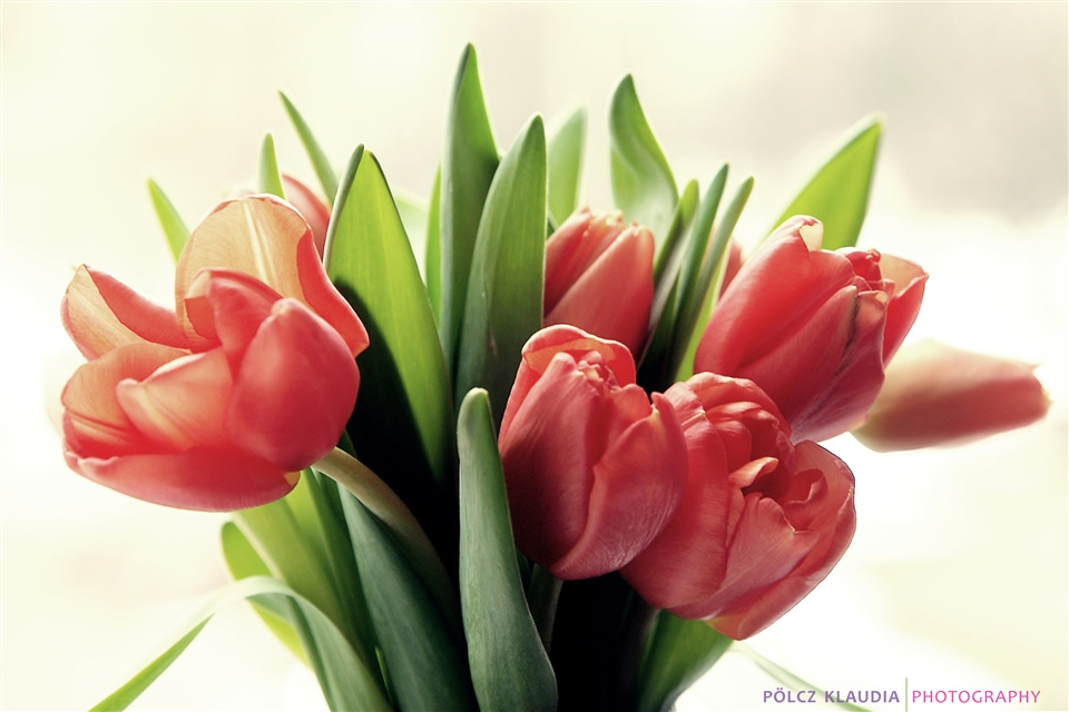 2013.02.17. tulipánok (10)
