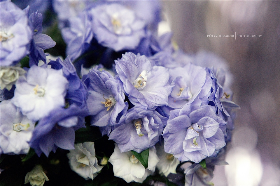 Campanula x haylodgensis 'Blue Wonder' Teltvirágú Harangvirág