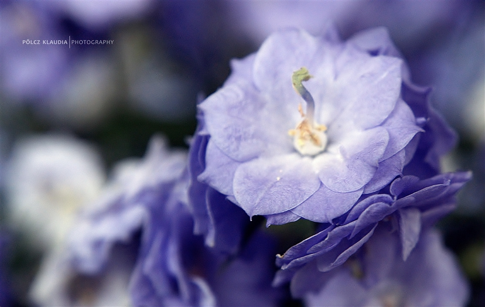 Campanula x haylodgensis 'Blue Wonder' Teltvirágú Harangvirág