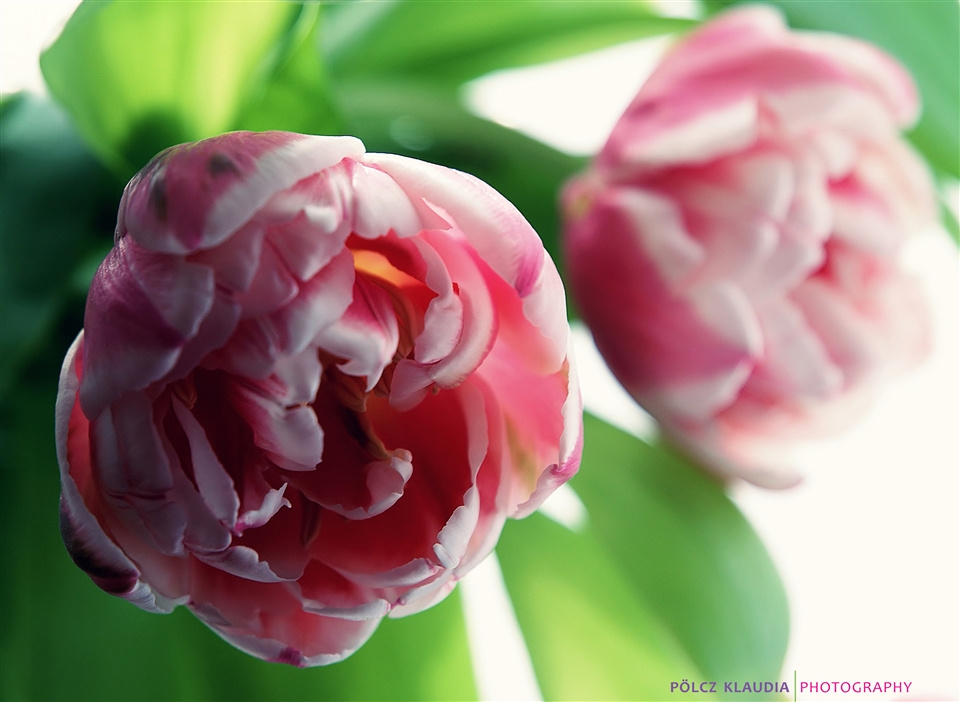 Tulipán, de pünkösdi rózsának tűnik