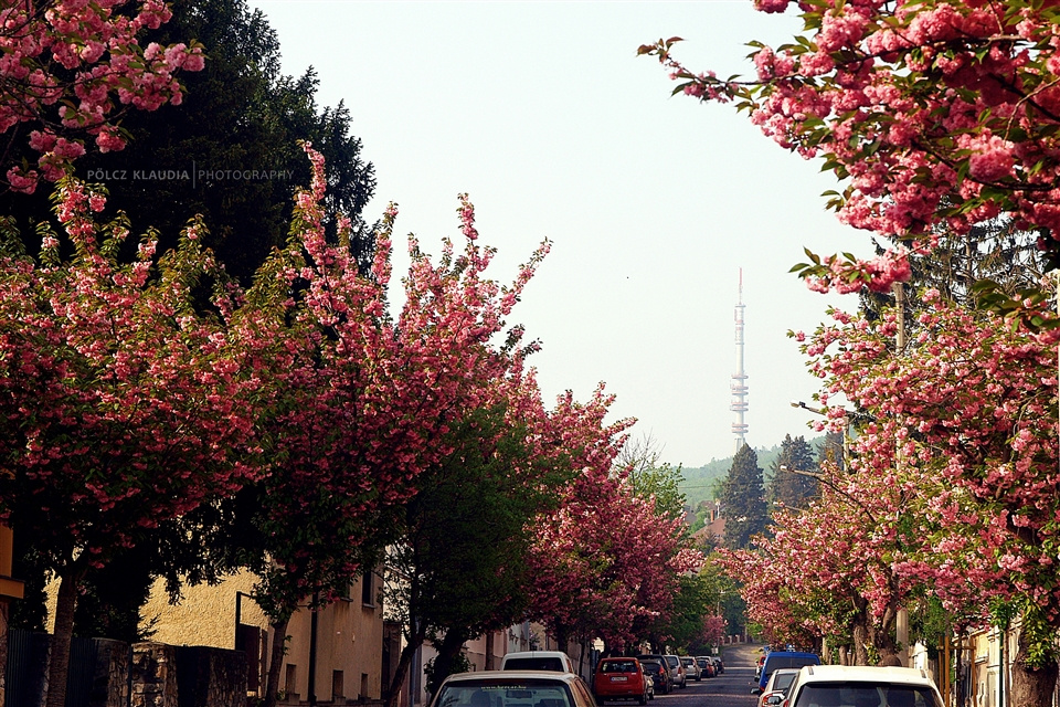 Sopron virágzó utca